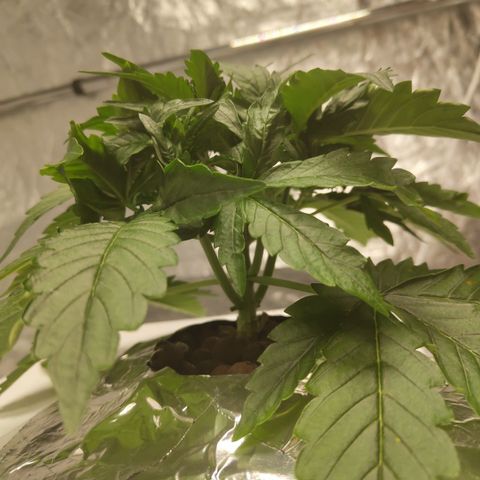 CBD Crack #2 growlog timeline photo