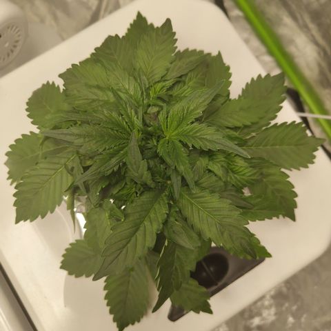 CBD Crack #2 growlog timeline photo