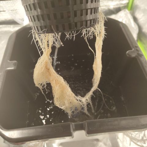 CBD Crack #2 growlog timeline photo