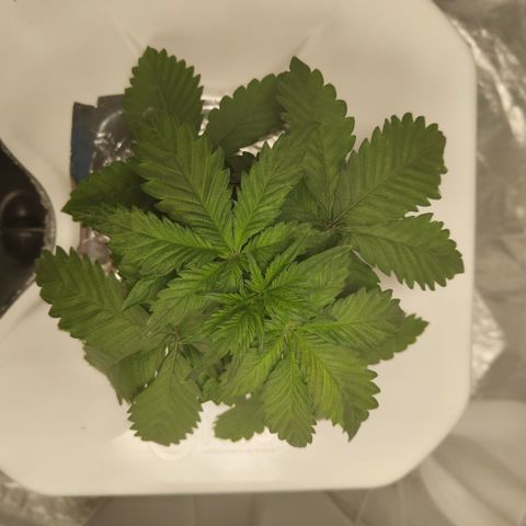 DarkDevil #2 growlog timeline photo