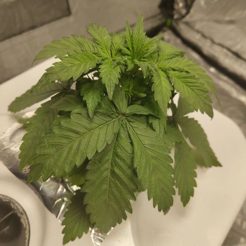 DarkDevil #2 growlog timeline photo