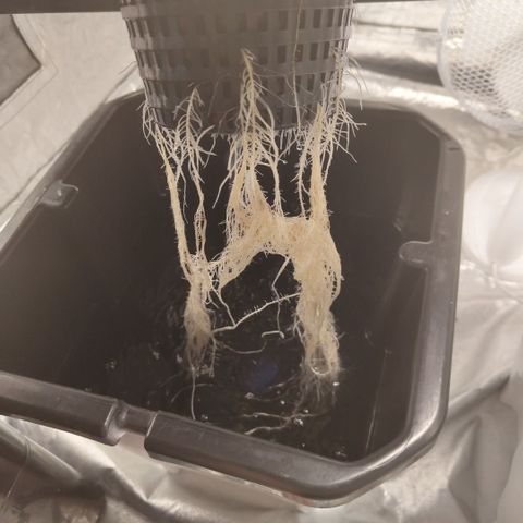 DarkDevil #2 growlog timeline photo