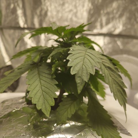 DarkDevil #2 growlog timeline photo