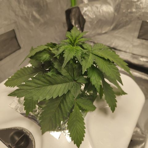 DarkDevil #2 growlog timeline photo