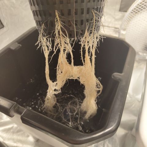 DarkDevil #2 growlog timeline photo
