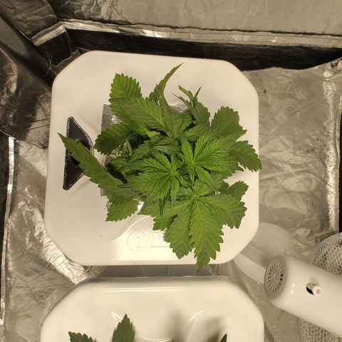 DarkDevil #2 growlog timeline photo