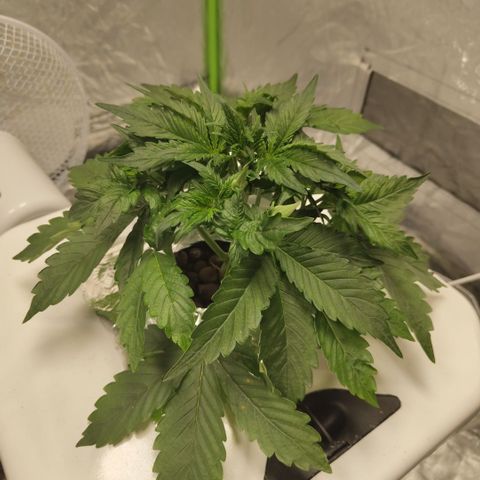 CBD Crack #2 growlog timeline photo