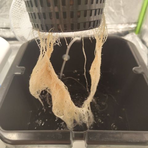 CBD Crack #2 growlog timeline photo