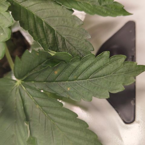 CBD Crack #2 growlog timeline photo