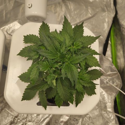CBD Crack #2 growlog timeline photo