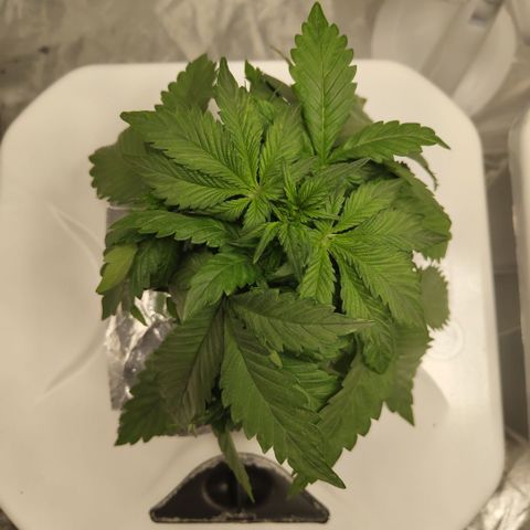 DarkDevil #2 growlog timeline photo