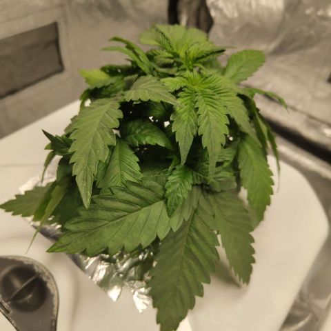 DarkDevil #2 growlog timeline photo