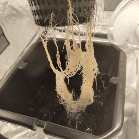 DarkDevil #2 growlog timeline photo