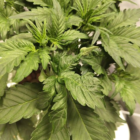 CBD Crack #2 growlog photo: Weird curly leaf