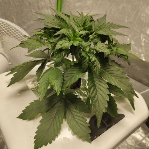CBD Crack #2 growlog photo: Weird curly leaf