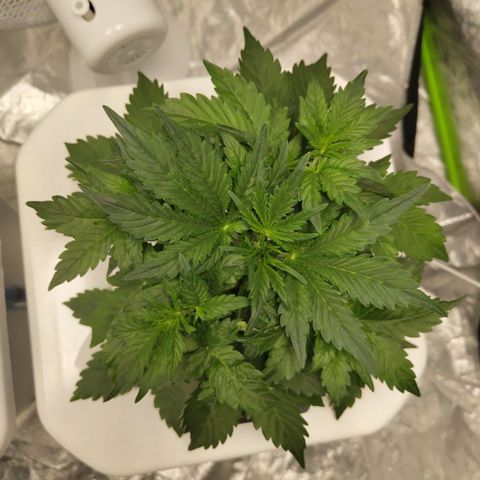 CBD Crack #2 growlog photo: Weird curly leaf
