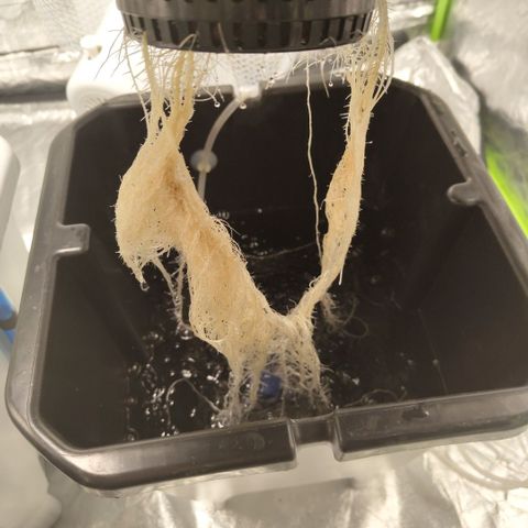 CBD Crack #2 growlog timeline photo