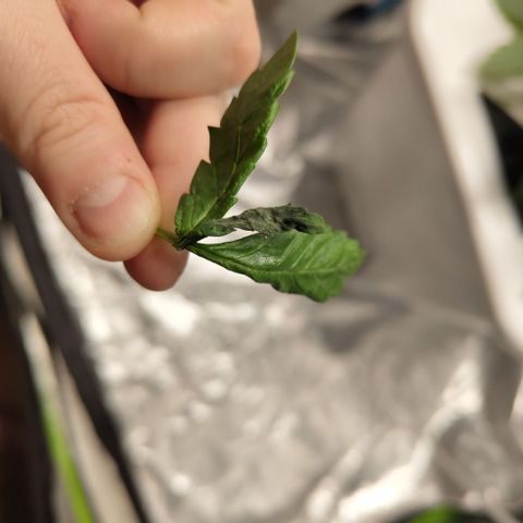 DarkDevil #2 growlog photo: Found this, looks a bit like mold