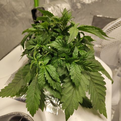 DarkDevil #2 growlog timeline photo