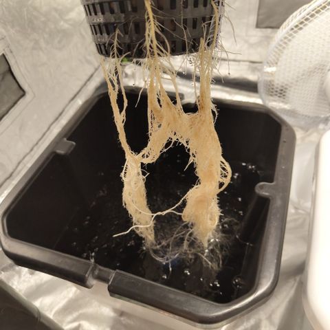 DarkDevil #2 growlog timeline photo
