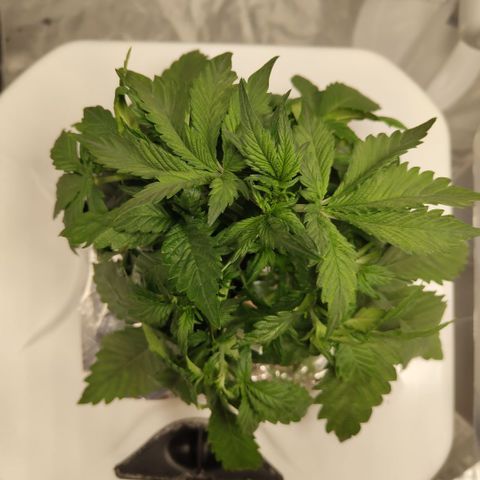 DarkDevil #2 growlog timeline photo