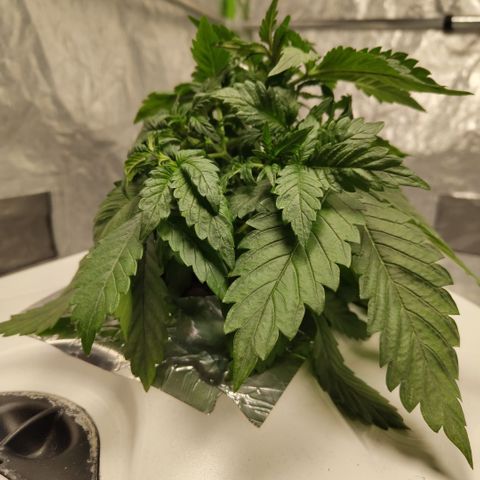 DarkDevil #2 growlog timeline photo
