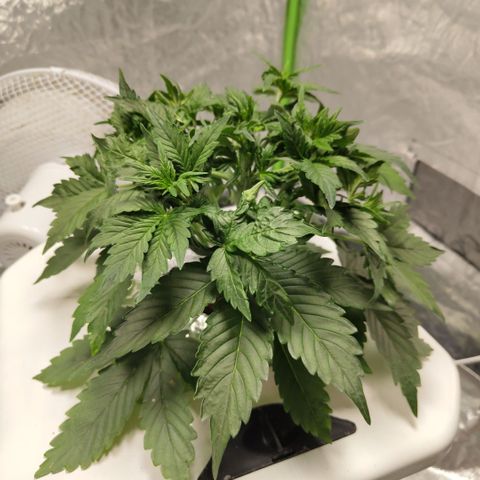 CBD Crack #2 growlog timeline photo