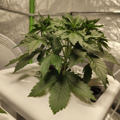 CBD Crack #2 growlog timeline photo