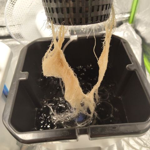 CBD Crack #2 growlog timeline photo