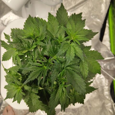 CBD Crack #2 growlog timeline photo