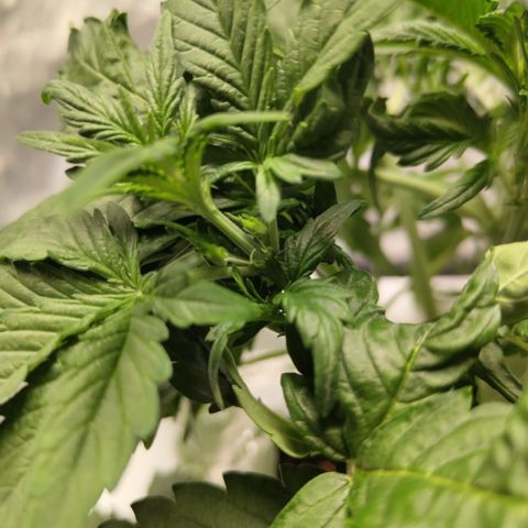 CBD Crack #2 growlog photo: Preflower started - first white pistils
