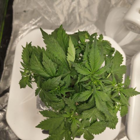 DarkDevil #2 growlog timeline photo