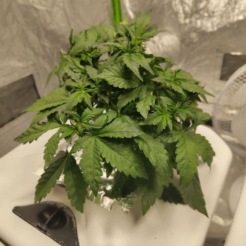 DarkDevil #2 growlog timeline photo