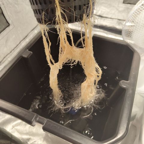 DarkDevil #2 growlog timeline photo