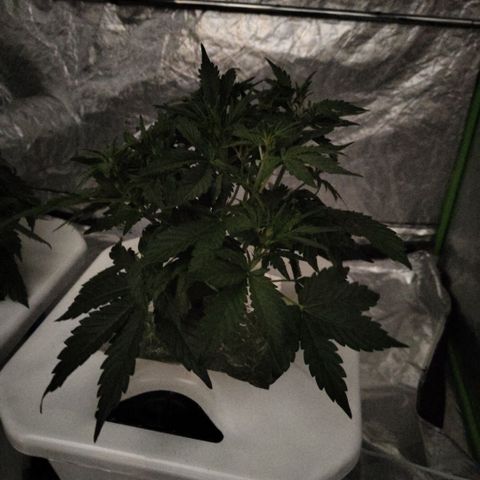 CBD Crack #2 growlog timeline photo