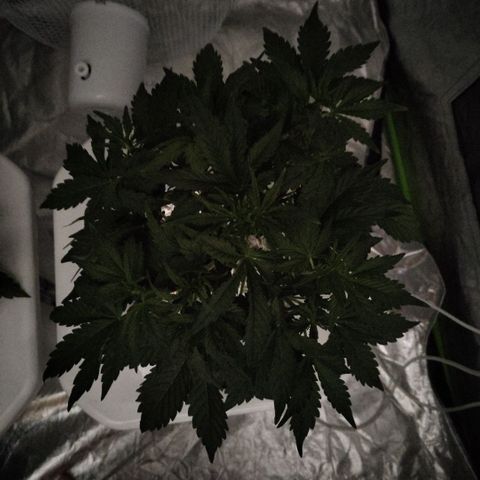 CBD Crack #2 growlog timeline photo