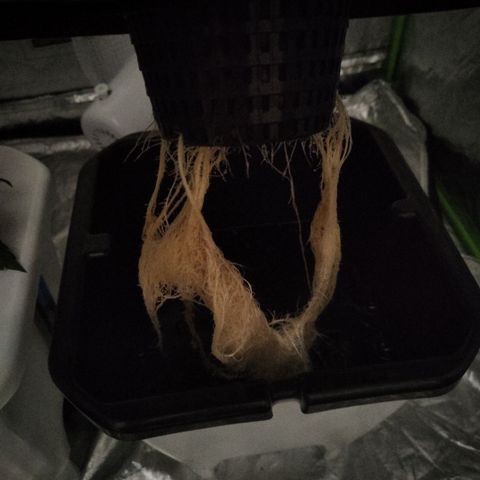 CBD Crack #2 growlog timeline photo