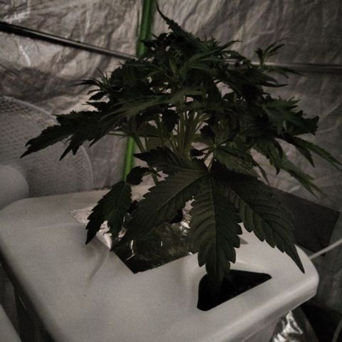 CBD Crack #2 growlog timeline photo