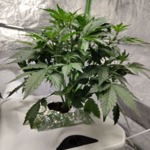 CBD Crack #2 growlog timeline photo