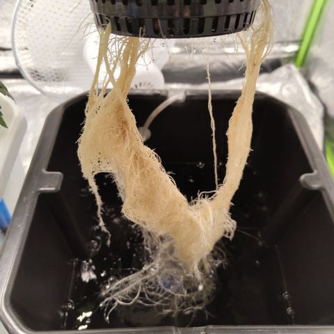 CBD Crack #2 growlog timeline photo