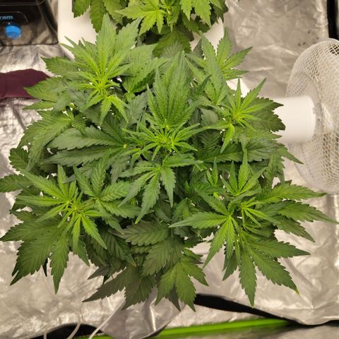 CBD Crack #2 growlog timeline photo