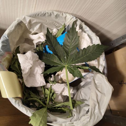 CBD Crack #2 growlog timeline photo