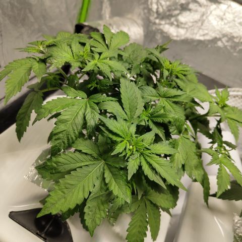 DarkDevil #2 growlog timeline photo
