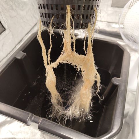 DarkDevil #2 growlog timeline photo