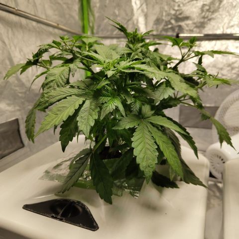 DarkDevil #2 growlog timeline photo