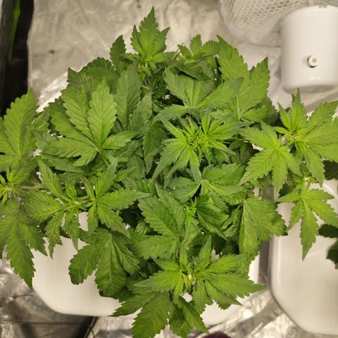 DarkDevil #2 growlog timeline photo