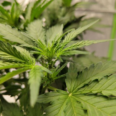 CBD Crack #2 growlog photo: Starting to flower