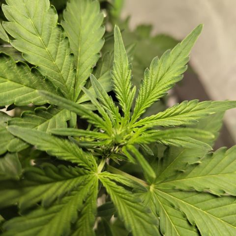 CBD Crack #2 growlog photo: Starting to flower