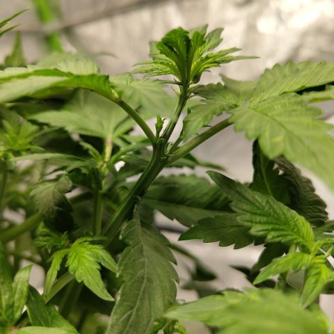 DarkDevil #2 growlog photo: Couple pistils showing