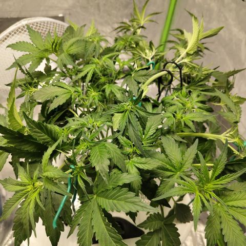 CBD Crack #2 growlog timeline photo